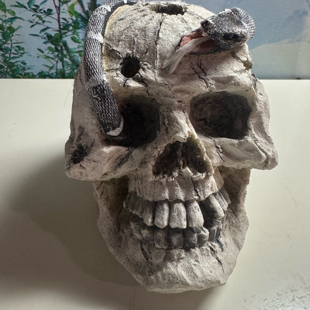Decorative Skull with Snake Accent